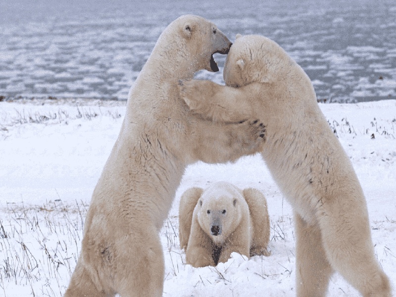 试管是怎样操作，试管翻转会怎样